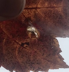 Phyllonorycter trinotella