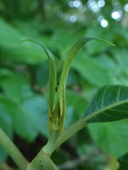 Magnoliopsida