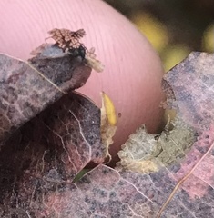 Phyllonorycter trinotella