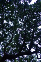 Magnoliopsida