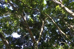 Magnoliopsida