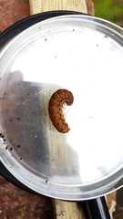 Noctua fimbriata