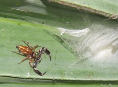 Lurio conspicuus