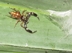 Lurio conspicuus