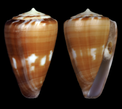 Conus borgesi