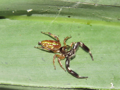 Lurio conspicuus