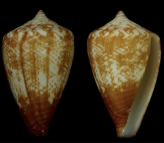 Conus borgesi