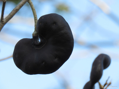 Enterolobium timbouva