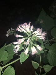 Peteravenia malvifolia