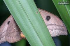 Automeris curvilinea