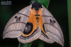 Automeris curvilinea