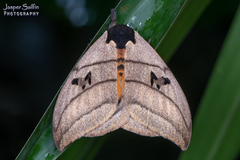Automeris curvilinea