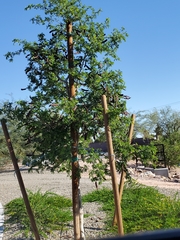 Ulmus parvifolia