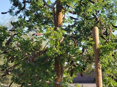 Ulmus parvifolia