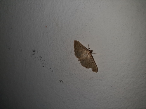 Mother of Pearl photo 3