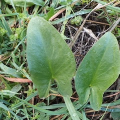 Arisarum