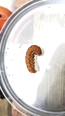 Noctua fimbriata