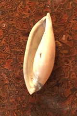 Simnia