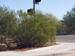 Larrea tridentata