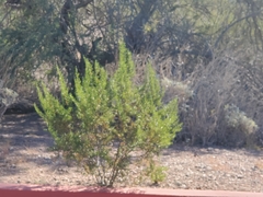 Larrea tridentata