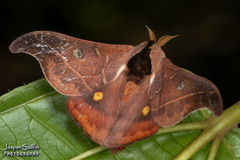Hylesia nanus