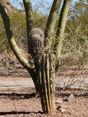 Carnegiea gigantea
