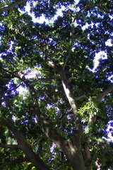 Magnoliopsida