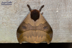 Automeris hamata