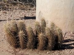 Echinocereus engelmannii engelmannii