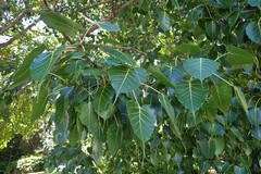 Ficus