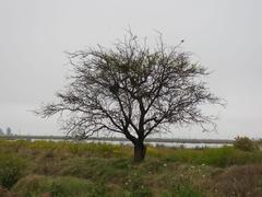 Geoffroea decorticans