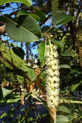 Magnoliopsida