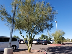 Parkinsonia