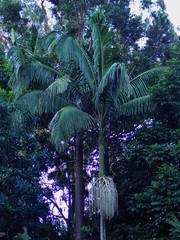 Arecaceae