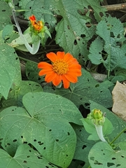 Tithonia rotundifolia