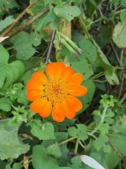 Tithonia rotundifolia