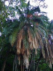 Arecaceae