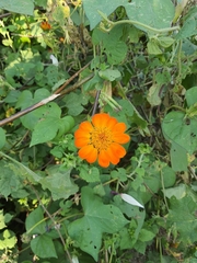 Tithonia rotundifolia