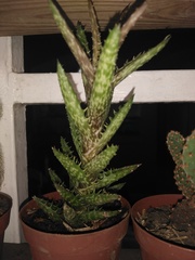 Aloe juvenna