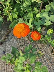 Tithonia rotundifolia