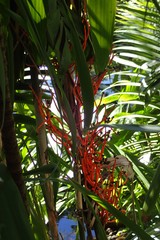 Arecaceae