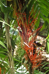 Arecaceae