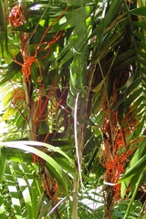 Arecaceae