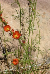 Sphaeralcea moorei