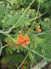 Caesalpinia pulcherrima
