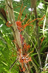 Arecaceae