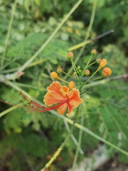 Caesalpinia pulcherrima