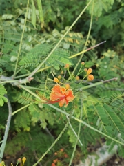 Caesalpinia pulcherrima