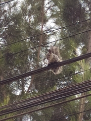 Sciurus stramineus