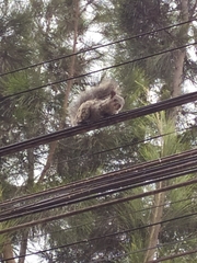 Sciurus stramineus